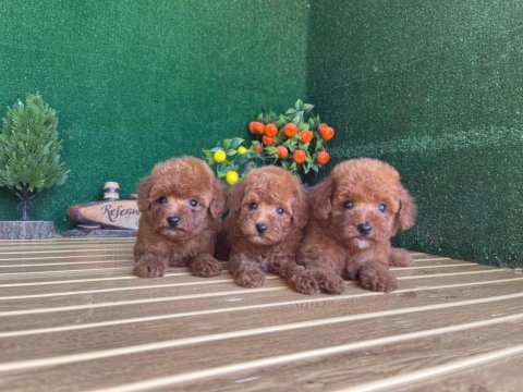 Toy poodle köpekler referans yavru