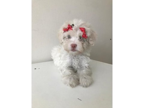 Maltese terrier bebekler