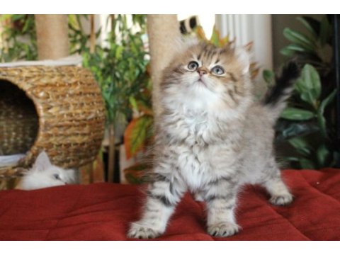 American curl türkiyede tek safkan şecereli zeki oyuncu