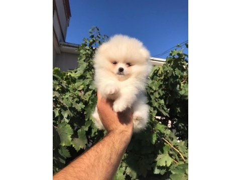 Beyaz ve orange ayı surat pomeranian minnoşlar