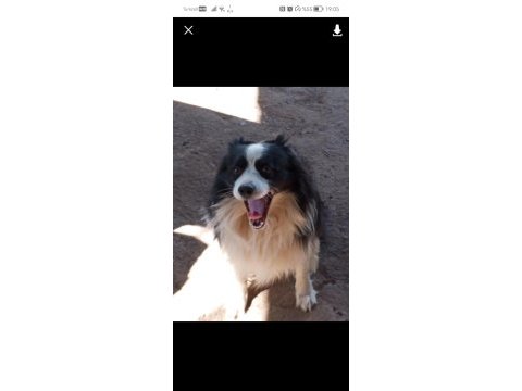 Border collie 3 aylık
