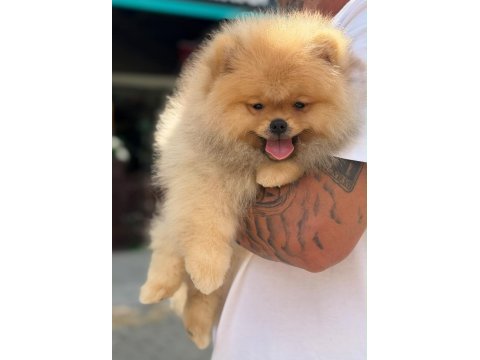 Gerçek ırk garantili pomeranian