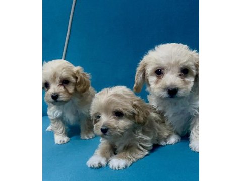 Minik maltipoo yavrular için ulaşabilirsiniz