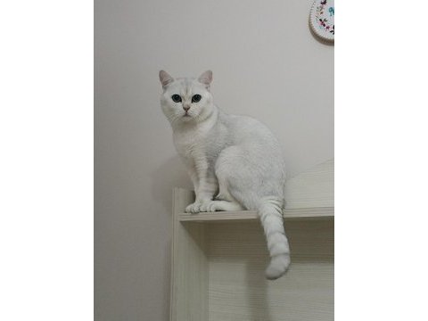 Ücretsiz sahiplendirme 3 yaşında british shorthair