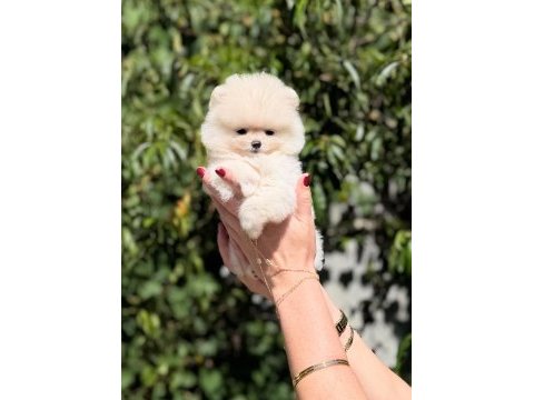Sağlık ve ırk garantili pomeranian