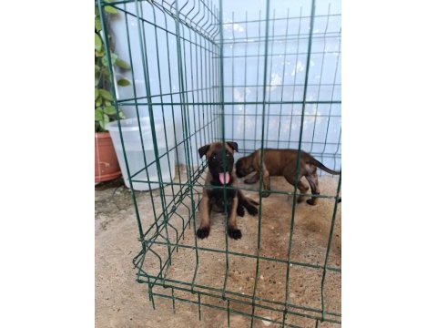 Belçika malinois dişi ve erkek mevcut