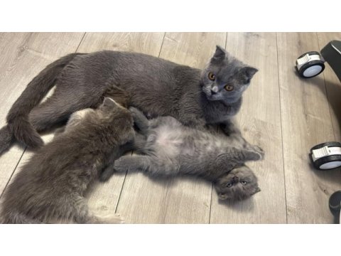 Scottish fold blue point yavrularım sahiplendirilecektir