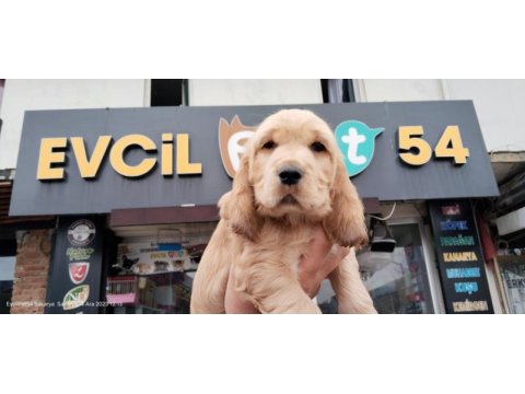 70 günlük cocker erkek yavrumuz