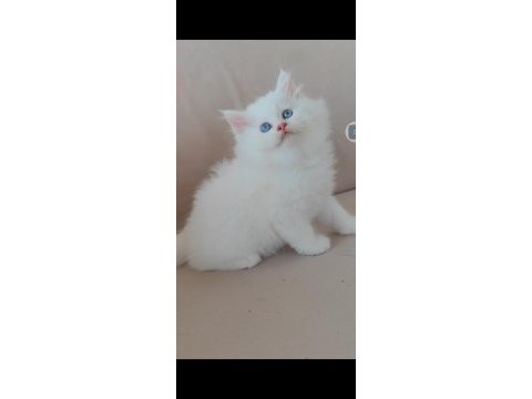 British longhair kedisi