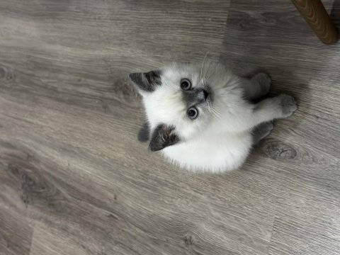 British shorthair blue point yavrularımız yuva arıyor
