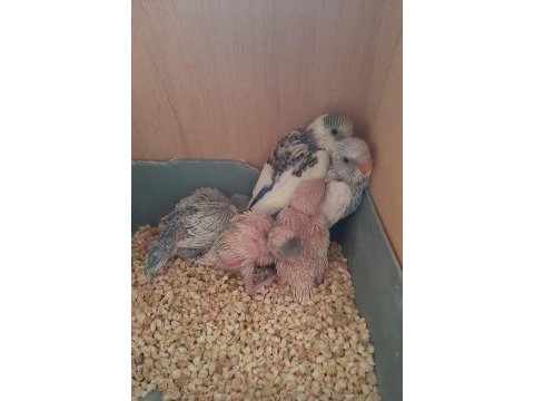 5 adet muhabbet kuşu yavrusu