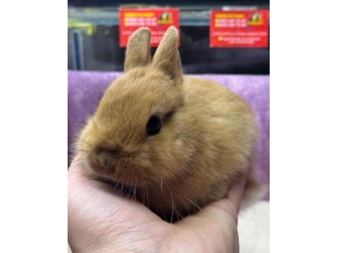 Cüce netherland dwarf yavru tavşanlar