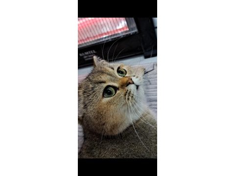 4 yaşında british shorthair dişi