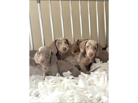 Bir çok seçenek ile mini dachshund bebekler