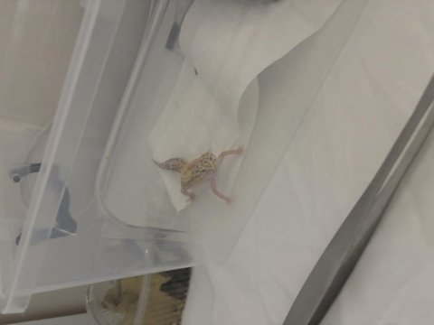 Leopard gecko 10 aylık dişi