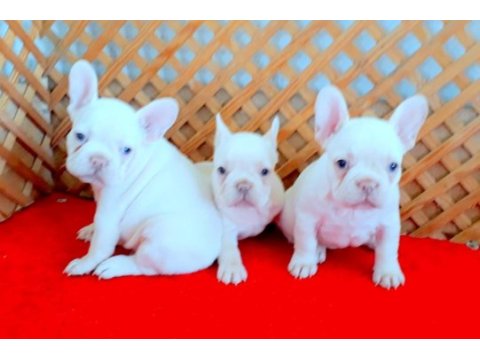 Mükemmel lilac tan platinum french bulldog yavrular