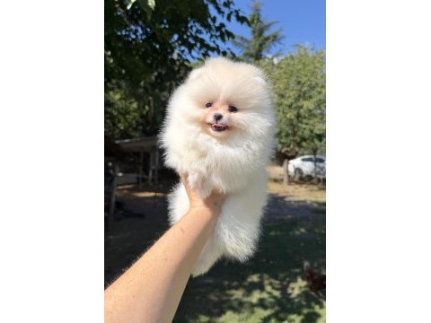 Mini boy üst düzey gülen yüz pomeranian kızımız