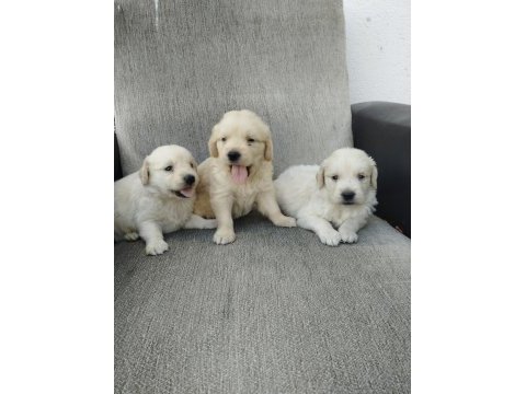 Golden bebekler