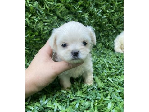 Kore maltese yavrular