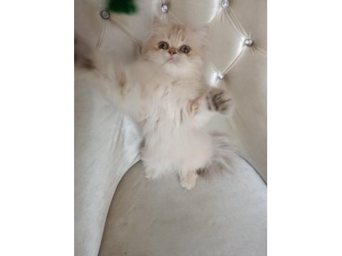 British longhair dişi