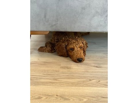 Toy poodle 4.5 aylık