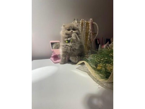 2 aylık dişi british longhair