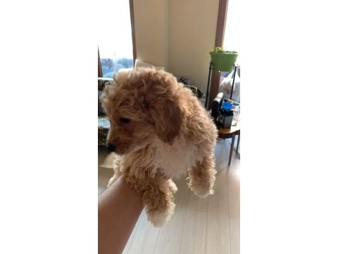 Aciliyeti var orjinal maltipoo yavruları