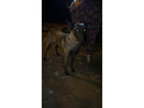 Belçika kurdu köpeğimizi sahiplendirme