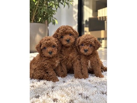 Ruhsatlı işletmeden poodle yavruları