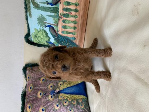 2 aylık erkek toy poodle yavrularım yeni yuvaya hazır