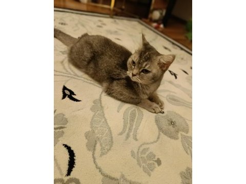 Ücretsiz dişi british shorthair