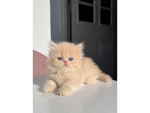 Çok nadir mavi gözlü golden yavru kediler