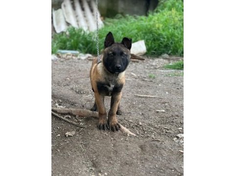 4 aylık erkek belçika kurdu