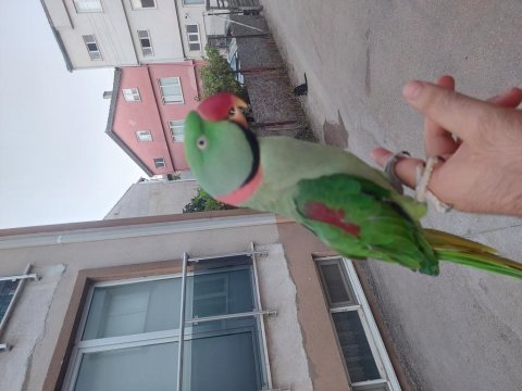 Erkek alexander papağanı elde konuşur kahkaha atar