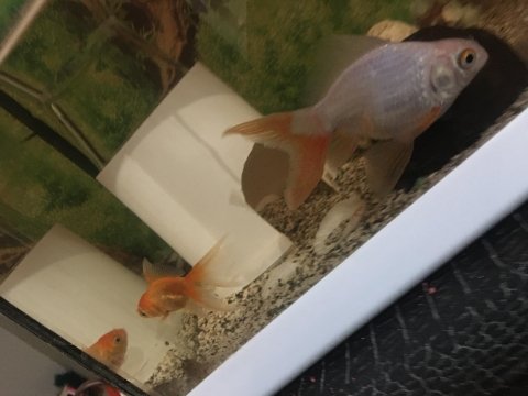 60 litre akvaryum, iç filtre ve hava motoru, su ısıtıcı