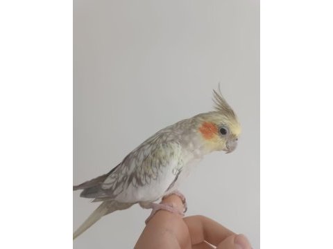 2 yaşında dişi sultan papağanı