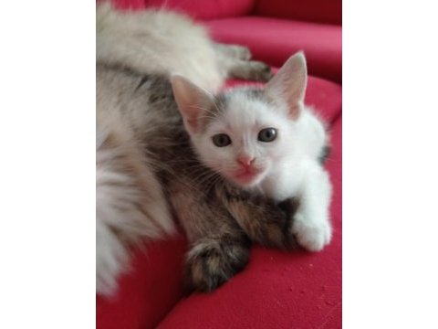 Bebek kedinin sonu barınak olacak