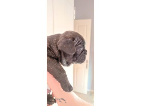 French bulldog yavru