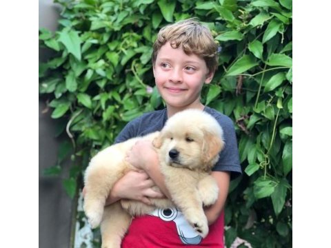 Golden retriever yavrularım