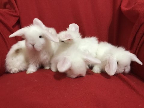 Avrupa kalitesinde hollanda lop ve cüce tavşanlar