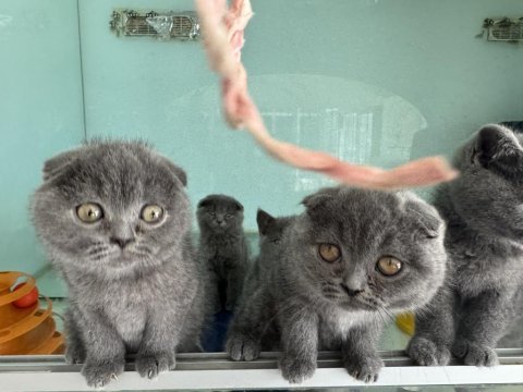 Ankarada ziyarete açık uygun scottish fold yavrular