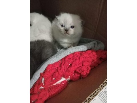 British blue point erkek yavru