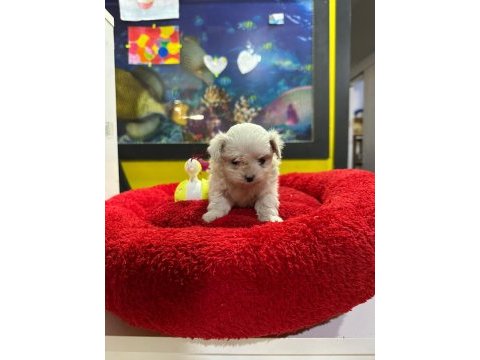 Mini boy maltese yavrumuz