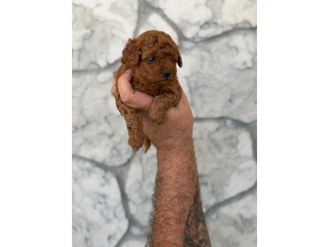 A kalite teacup poodle