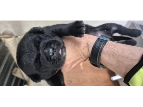 Cane corso orjinal yavrular