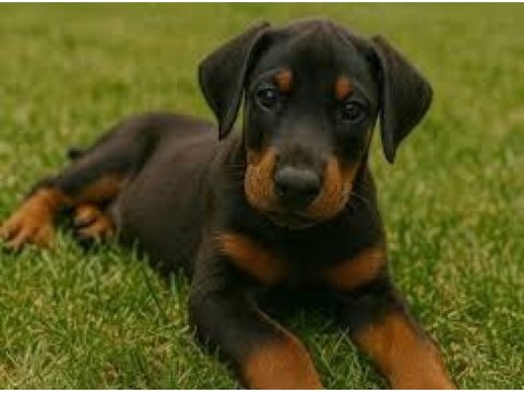 2 aylık siyah ve kızılı çivi doberman yavrularım