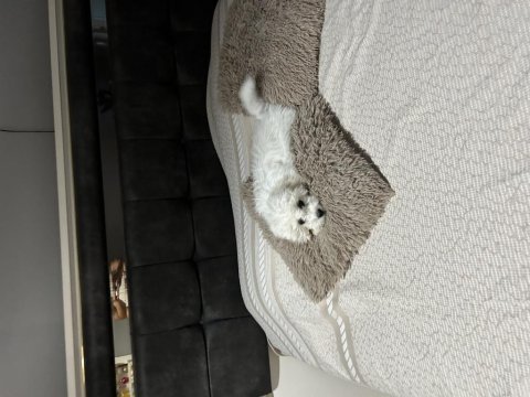 4 aylık terrier