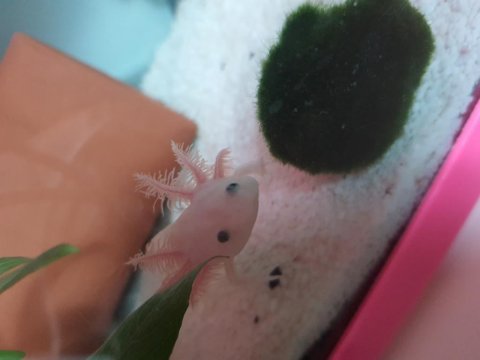 Axolotl su semenderi