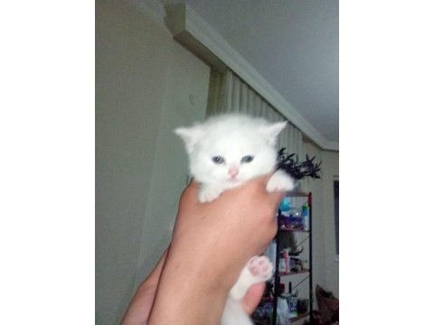 Beyaz british shorthair yavrularım yeni yuvasını arıyor