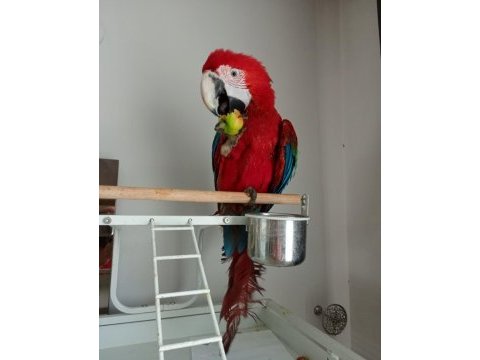 Ara macaw papağanı 10 aylık